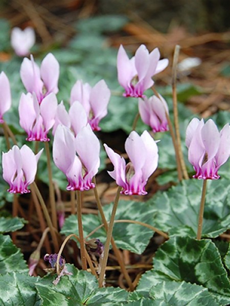 Cyclamen hederifolium.jpg